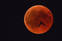 Biosphoto | 2403506 | Martinet noir (Apus apus) chassant devant l'éclipse de lune, Parc naturel régional des Vosges du Nord, France | &copy; Michel Rauch / Biosphoto