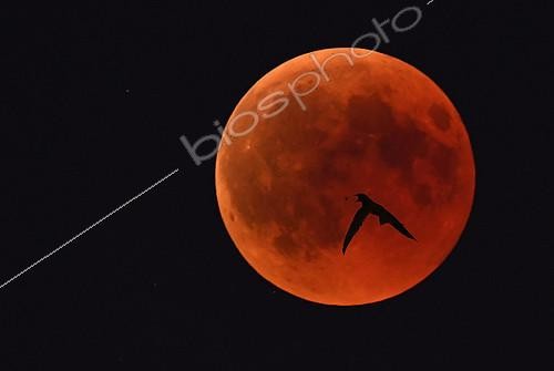 Biosphoto | 2403506 | Martinet noir (Apus apus) chassant devant l'éclipse de lune, Parc naturel régional des Vosges du Nord, France | &copy; Michel Rauch / Biosphoto