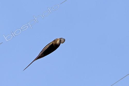Biosphoto | 2413126 | Martinet noir (Apus apus) en vol, Bade-Wurtemberg, Allemagne | &copy; Mathias Schaef / BIA / Biosphoto
