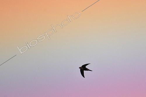 Biosphoto | 2081188 | Martinet noir (Apus apus) en vol au coucher du soleil, France | &copy; Adrien Wehrlé / Biosphoto