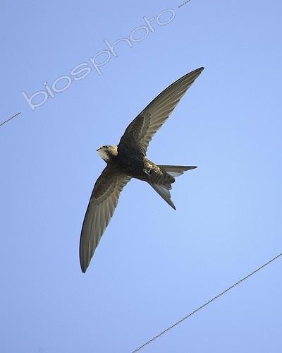 Biosphoto | 716235 | Martinet noir en vol Finlande | &copy; Markus Varesvuo / Biosphoto