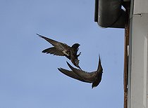 Biosphoto | 2484930 | Martinets noirs (Apus apus) relais des adultes à l'entrée du nid, Parc naturel régional des Vosges du Nord, France | &copy; Michel Rauch / Biosphoto