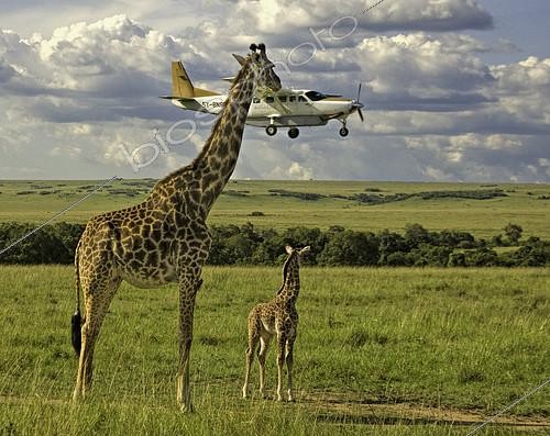Biosphoto | 2408654 | Masai Giraffe (Giraffa camelopardalis tippelskirchi) adult and young watching low-flying plane, Masai Mara, Kenya. The plane was coming into land at the airstrip near the Mara Intrepids camp. | &copy; Graeme Guy / BIA / Biosphoto