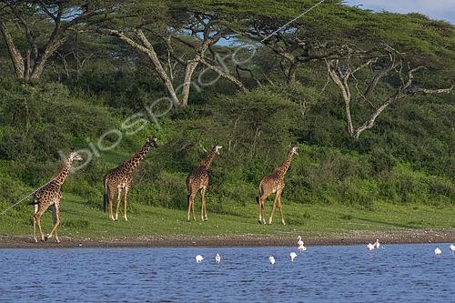 Biosphoto | 2469890 | Masai giraffe (Giraffa camelopardalis tippelskirchi), Ndutu, Ngorongoro Conservation Area, Serengeti, Tanzania. | &copy; Sergio Pitamitz / Biosphoto