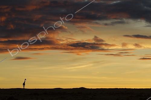 Biosphoto | 1470918 | Masai giraffe in the savanna at sunrise Masai Mara Kenya | © Michel & Christine Denis-Huot / Biosphoto
