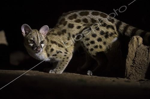 Biosphoto | 2028455 |  - Masai Mara Kenya  | &copy; Berndt Fischer / Biosphoto