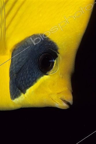 Biosphoto | 978911 | Masked Butterflyfish, Red Sea, Egypt | &copy; Franco Banfi / WaterFrame / Biosphoto