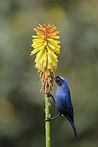Biosphoto | 2621635 | Masked flowerpiercer (Diglossa cyanea cyanea) on a yellow flower in the ear. Ecuador. South of America | &copy; Brigitte Marcon / Biosphoto