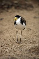 Biosphoto | 1603472 | Masked Lapwing or Masked Plover (Vanellus miles), adult, Australia | &copy; Jspix / imageBROKER / Biosphoto