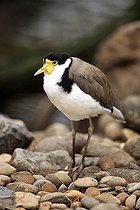 Biosphoto | 1603473 | Masked Lapwing or Masked Plover (Vanellus miles), adult, Australia | &copy; Jspix / imageBROKER / Biosphoto