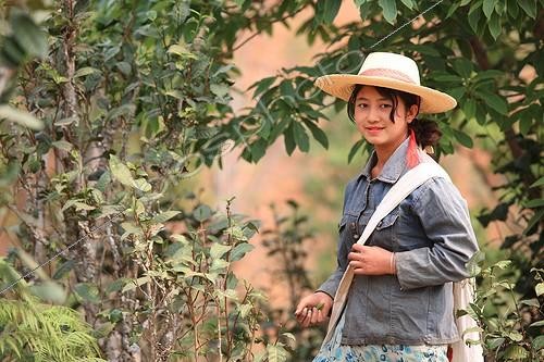 Biosphoto | 1136564 | Masked woman picking tea in Burma | &copy; Antoine Boureau / Biosphoto