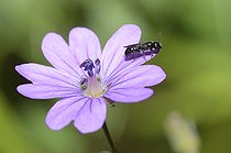 Biosphoto | 2089570 | Mason bee (Osmia campanularum) male on flower, Regional Natural Park of the Vosges du Nord, France | &copy; Michel Rauch / Biosphoto