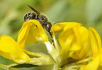 Biosphoto | 2051249 | Mason Bee (Osmia gallarum) male on Horseshoe Vetch (Hippocrepis comosa), 2015 May 18, Northern Vosges Regional Nature Park, France, ranked World Biosphere Reserve by UNESCO, France | &copy; Michel Rauch / Biosphoto