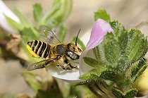 Biosphoto | 2051254 | Mason Bee (Osmia pilidens) female on Common Restharrow (Ononis repens), 2015 08 08, Northern Vosges Regional Nature Park, France, ranked World Biosphere Reserve by UNESCO, France | &copy; Michel Rauch / Biosphoto