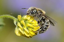 Biosphoto | 2051256 | Mason Bee (Osmia ravouxi) on Clover, 2015 May 22, Lembach, Northern Vosges Regional Nature Park, France, ranked World Biosphere Reserve by UNESCO, France | &copy; Michel Rauch / Biosphoto