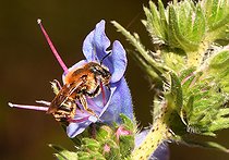 Biosphoto | 2456426 | Mason bee (Osmia tridentata) female on Blueweed (Echium vulgare), Vosges du Nord Regional Nature Park, France | &copy; Michel Rauch / Biosphoto