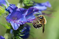 Biosphoto | 2453787 | Mason bee (Osmia tridentata) male on Vipersbugloss (Echium vulgare) flower, Vosges du Nord Regional Nature Park, France | &copy; Michel Rauch / Biosphoto