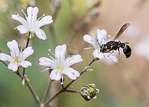 Biosphoto | 2445675 | Mason wasp (Leptochilus regulus) on Baby's breath (Gypsophila sp), Vosges du Nord Regional Natural Park, France | &copy; Michel Rauch / Biosphoto