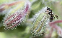 Biosphoto | 2410358 | Mason wasp (Leptochilus regulus) on Common borage (Borago officinalis), Regional Natural Park of Northern Vosges, France | &copy; Michel Rauch / Biosphoto