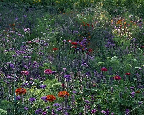 Biosphoto | 1208660 | Massif d'annuelles en fleur dans un jardin ; Paysagiste: Eric Ossart | &copy; Gilles Le Scanff & Joëlle-Caroline Mayer / Biosphoto