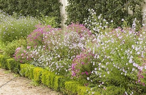 Biosphoto | 446253 | Massif d'Aster en mélange | &copy; DIGIT images / Biosphoto