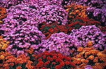 Biosphoto | 4438 | Massif de Chrysanthèmes Festival des jardins Chaumont/Loire | &copy; Hervé Lenain / Biosphoto