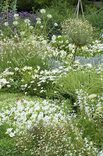 Biosphoto | 150107 | Massif de fleurs blanches dans un jardin en été | &copy; Frédéric Didillon / Biosphoto