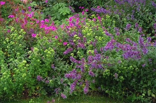 Biosphoto | 59423 | Massif de nepeta et géranium aux Jardins de Plantbessin | &copy; Frédéric Didillon / Biosphoto