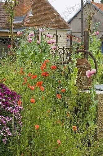 Biosphoto | 110667 | Massif de Pavot d'Orient et Coquelicots en fleur  | &copy; Frédéric Didillon / Biosphoto