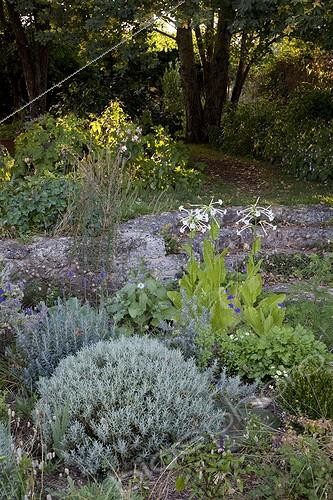Biosphoto | 1185794 | Massif de plantes aromatiques dans un jardin en été | &copy; NouN / Biosphoto