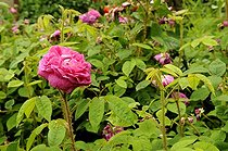 Biosphoto | 1233466 | Massif de Rosiers moussus dans la Drôme France | &copy; Claude Thouvenin / Biosphoto