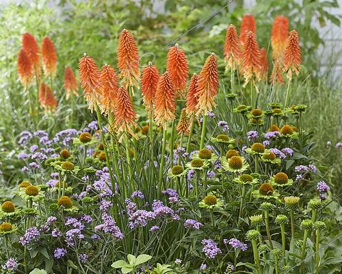 Biosphoto | 2568601 | Massif de vivaces en été avec Echinacea, Kniphofia Papaya Popsicle et Verbena bonariensis Lollipop | &copy; Van Woudenberg Tuinplanten / Visions Pictures / Biosphoto