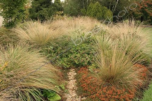 Biosphoto | 754052 | Massif of Grasses in the Garden of Marie-Ange in Croisette ; Japanese knotweed : Fallopia japonica var. compacta | &copy; Hervé Lenain / Biosphoto