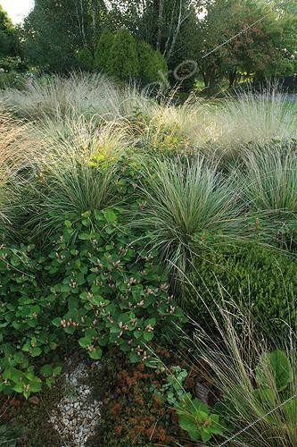 Biosphoto | 754053 | Massif of Grasses in the Garden of Marie-Ange in Croisette ; Japanese knotweed : Fallopia japonica var. compacta | &copy; Hervé Lenain / Biosphoto