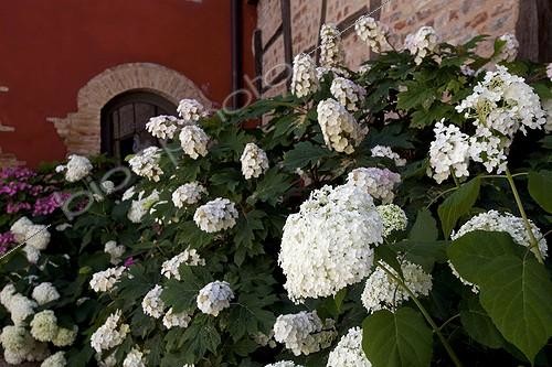 Biosphoto | 1366173 | Massif of Hydrangeas in town in the Dombes Ain France | &copy; Michel Gunther / Biosphoto