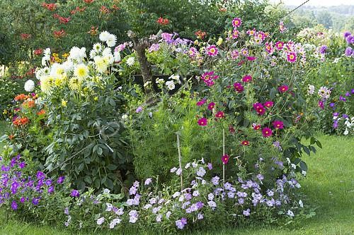 Biosphoto | 2100707 | Massif rond dans un jardin avec Dahlias, Cosmos (Cosmos bipinnatus), Pétunias, Bignone (Campsis radicans) en fond | &copy; Hervé Lenain / Biosphoto