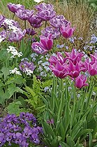 Biosphoto | 101630 | Massif violet de Tulipes et Pensées  au printemps | &copy; Frédéric Didillon / Biosphoto