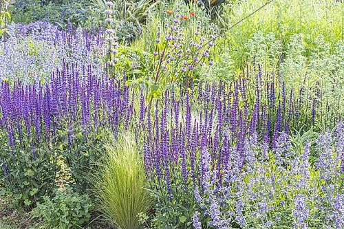 Biosphoto | 2619835 | Massif violet, Nepeta faassenii 'Six hills Giant', Salvia nemorosa 'Caradonna', Stipa tenuissima 'Pony Tails, Phlomis tuberosa | &copy; Alain Kubacsi / Biosphoto