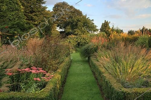 Biosphoto | 754154 | Massifs de fleurs bordés de Buis Le Jardin de Marie-Ange ; Dans le carré de droite et gauche : Herbe aux diamants, Sédum 'Herbstfreude', Chataire. Dans le carré de gauche :  Rudbeckia 'Herbstsonne', Armoise. Au fond, passage avec des lianes de Kiwi | &copy; Hervé Lenain / Biosphoto