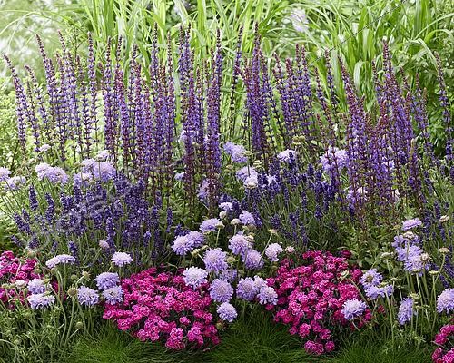 Biosphoto | 2568583 | Massifs de fleurs vivaces avec Salvia nemorosa, Salvia superba, Scabiosa, Lavandula angustifolia, Lavandula spica, , Dianthus Diantica Purple Wedding | &copy; Van Woudenberg Tuinplanten / Visions Pictures / Biosphoto