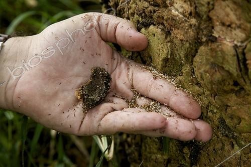 Biosphoto | 1875343 | Massive ant invasion bighead New Caledonia ; Massive invasion of Pheidole megacephala (big-headed ant) ??near the former coffee plantation of the tribe of Bangou has Paita. Originally invaded by fire ant (Wasmannia auropunctata), whose bite is painful, the big-headed ant was introduced to destroy it. Ant bighead actually taken the place of the fire ant, but the ant bighead promotes the development of scales, which ultimately made possible the cultivation of coffee. The solution is worse than the disease. | &copy; Thibaut Vergoz / Biosphoto