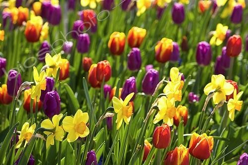 Biosphoto | 996117 | Massive variety of Tulips and Daffodills in bloom France | &copy; Michel Gunther / Biosphoto