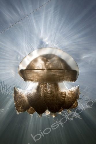 Biosphoto | 754626 | Mastigias Jellyfish in backlight Jellyfish  Palau Micronesia | &copy; Reinhard Dirscherl / Biosphoto