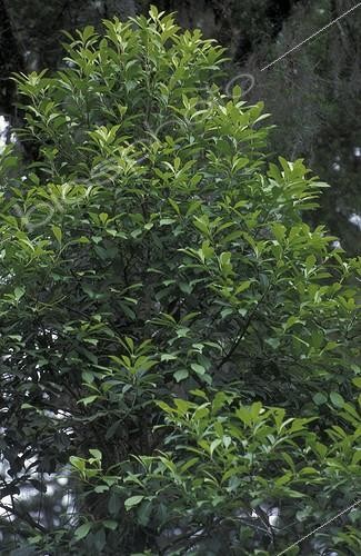 Biosphoto | 36693 | Maté Rio Grande do Sul Brésil | &copy; Michel Gunther / Biosphoto