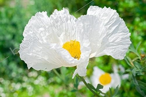Biosphoto | 616862 | Matilija Poppy in bloom in a garden | &copy; Frédéric Didillon / Biosphoto