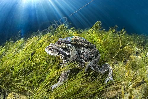 Biosphoto | 2440955 | Mating Common Toads (Bufo bufo), in the Buèges River, Hérault, Occitanie, France. | &copy; Mathieu Foulquié / Biosphoto