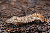 Biosphoto | 2621346 | Mating display of the millipede (Polydesmus angustus), Monts du Lyonnais, Rhône, France. | &copy; Philippe Lebeaux / Biosphoto