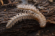 Biosphoto | 2621348 | Mating display of the millipede (Polydesmus angustus), Monts du Lyonnais, Rhône, France. | &copy; Philippe Lebeaux / Biosphoto