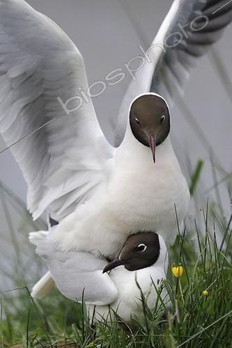 Biosphoto | 1116608 | Mating of Black-headed Gull Brenne NRP France | &copy; Fabrice Cahez / Biosphoto