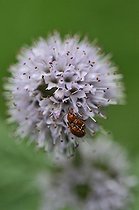 Biosphoto | 1254627 | Mating of Flea Beetle on a flower of Mint France | &copy; Patrick Glaume / Biosphoto
